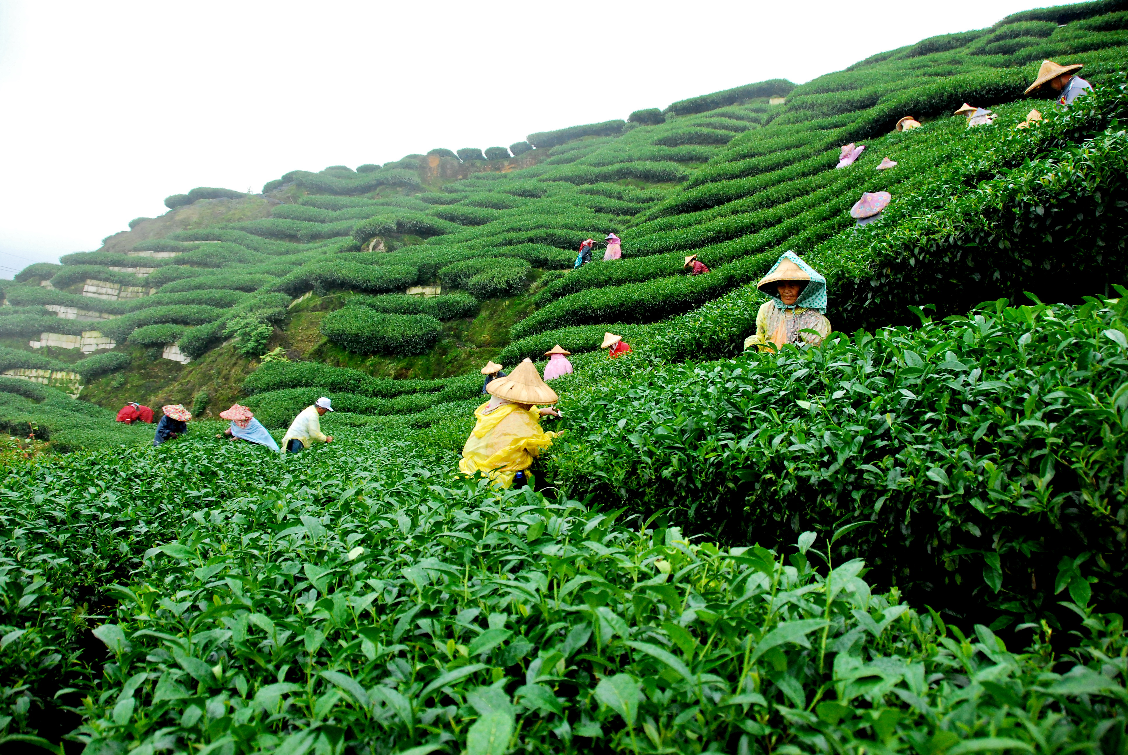Garden-Tea récolte du thé darjeeling inde